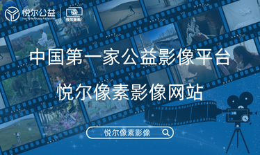 悦尔像素封面图